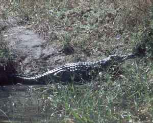 Crocodile at Liwonde Park