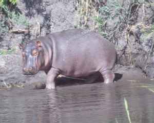 Hippo at Liwonde Park